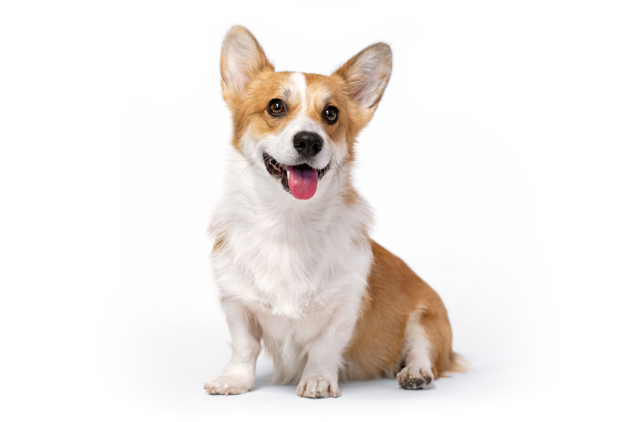 Corgi
