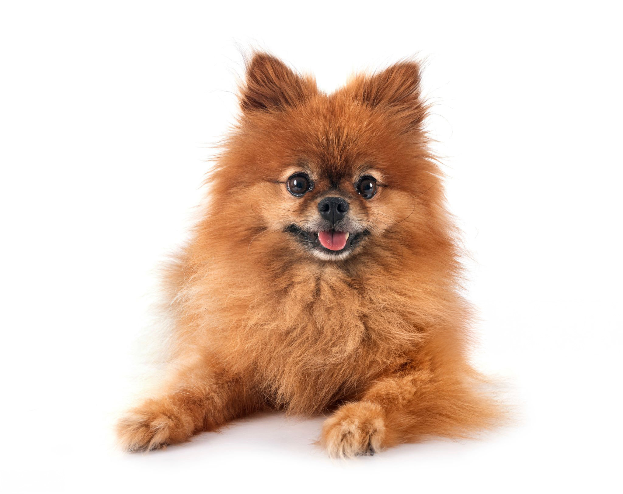 Loulou de poméranie, assis de face