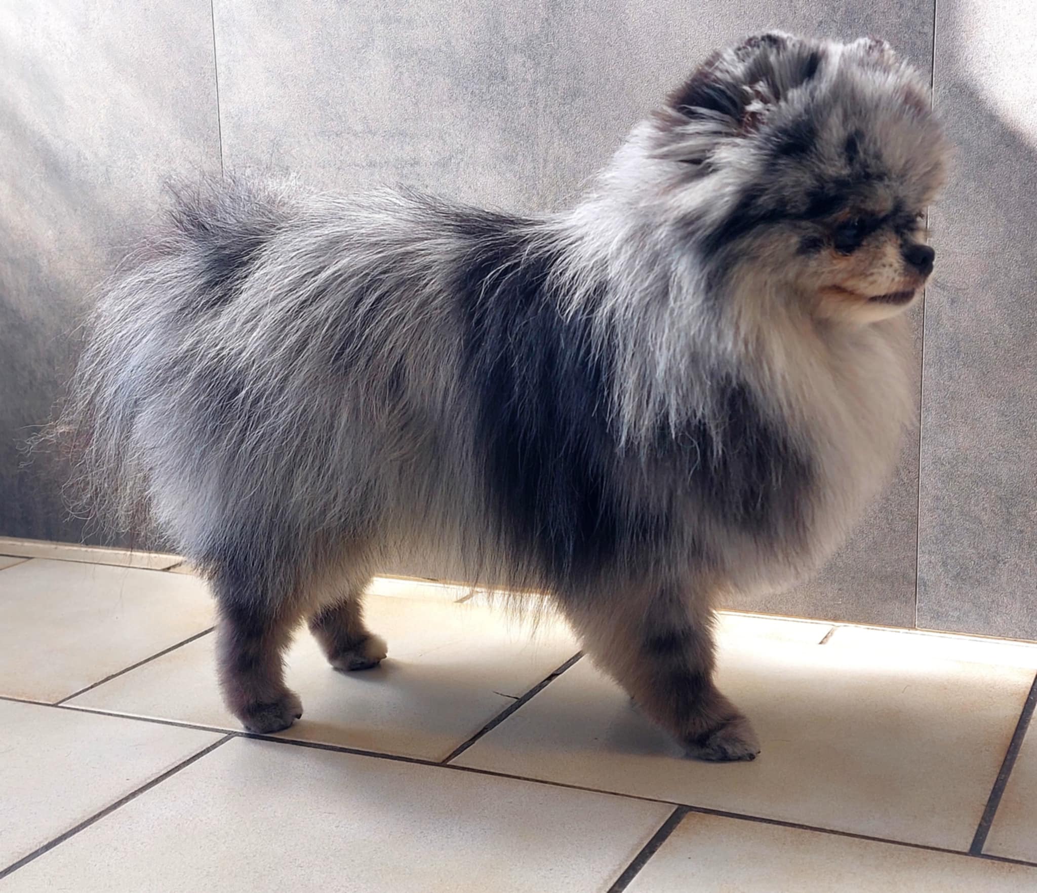 Un berger australien heureux sur la table de toilettage